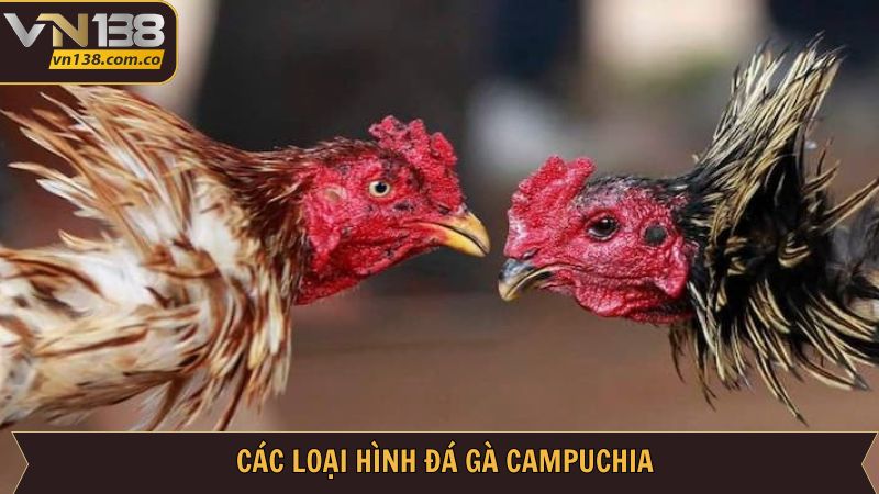 Đá Gà Campuchia VN138: Kết Nối Đam Mê, Rinh Ngay Thưởng Lớn 3 Thể loại trong đá gà Campuchia đang được săn đón tại địa chỉ
