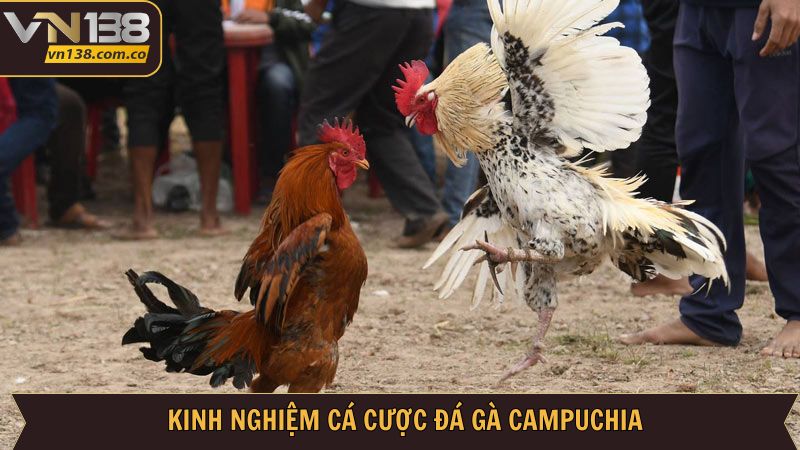 Đá Gà Campuchia VN138: Kết Nối Đam Mê, Rinh Ngay Thưởng Lớn 4 Kinh nghiệm bất bại giúp thành viên chiến thắng đá gà Campuchia