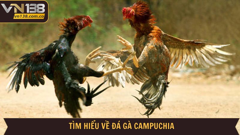 Đá Gà Campuchia VN138: Kết Nối Đam Mê, Rinh Ngay Thưởng Lớn 2 Toàn cảnh sơ lược hình thức đá gà Campuchia